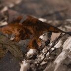 Budder Sporting Goods Camo Hoodie